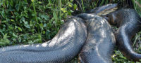 Picture Swimming With Death-Brave Swiss Diver Risks His Life to Swim with Anacondas