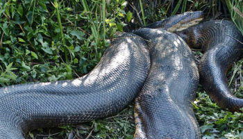 Picture Swimming With Death-Brave Swiss Diver Risks His Life to Swim with Anacondas
