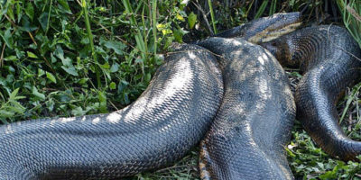 Picture Swimming With Death-Brave Swiss Diver Risks His Life to Swim with Anacondas