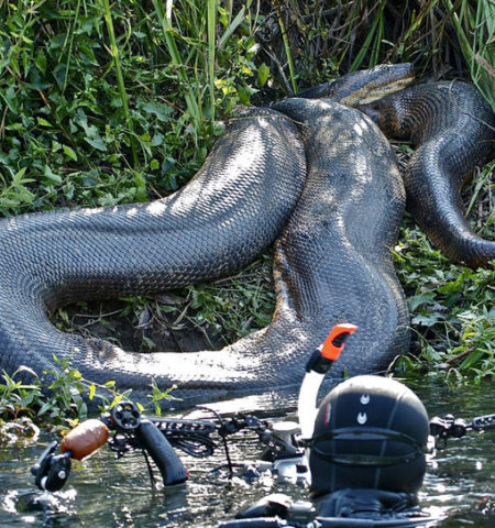 Picture Swimming With Death-Brave Swiss Diver Risks His Life to Swim with Anacondas