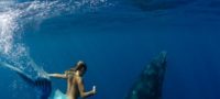 Picture A Mermaid’s Tail: A real-Life Mermaid Who Swims With the Sharks and Can Hold Her Breath for 2 Minutes Underwater