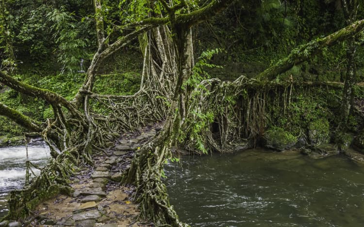 living root bridge in the Khasi hills