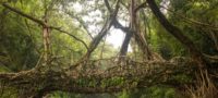 Picture Living Root Bridges of India – A Spectacular Fusion of Nature and Human Skill