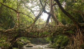 Picture Living Root Bridges of India – A Spectacular Fusion of Nature and Human Skill