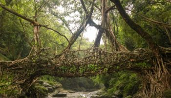 Picture Living Root Bridges of India – A Spectacular Fusion of Nature and Human Skill