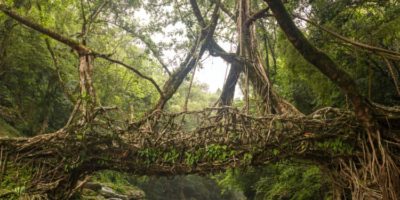 Picture Living Root Bridges of India – A Spectacular Fusion of Nature and Human Skill