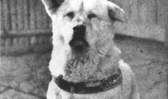 Picture A Tale of Unbound Loyalty: Hachikō, the Dog Who Waited for 9 Years for His Master’s Return