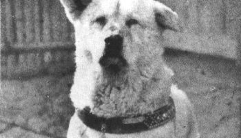 Picture A Tale of Unbound Loyalty: Hachikō, the Dog Who Waited for 9 Years for His Master’s Return
