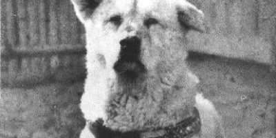 Picture A Tale of Unbound Loyalty: Hachikō, the Dog Who Waited for 9 Years for His Master’s Return