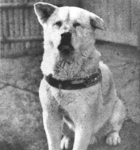 Picture A Tale of Unbound Loyalty: Hachikō, the Dog Who Waited for 9 Years for His Master’s Return