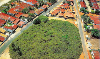 Picture Thousand Year Old World’s Largest Cashew Tree- Maior Cajueiro do Mundo.