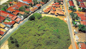 Picture Thousand Year Old World’s Largest Cashew Tree- Maior Cajueiro do Mundo.