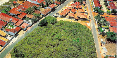 Picture Thousand Year Old World’s Largest Cashew Tree- Maior Cajueiro do Mundo.