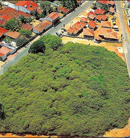 Picture Thousand Year Old World’s Largest Cashew Tree- Maior Cajueiro do Mundo.