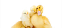 Picture Duck Successfully Fathers A Chicken, A New Hope For Extinct Species.