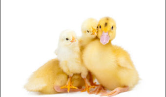 Picture Duck Successfully Fathers A Chicken, A New Hope For Extinct Species.