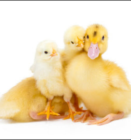 Picture Duck Successfully Fathers A Chicken, A New Hope For Extinct Species.
