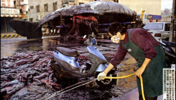 Picture A Dead Whale Exploded In Taiwanese City