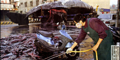 Picture A Dead Whale Exploded In Taiwanese City