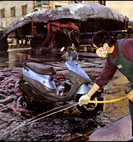 Picture A Dead Whale Exploded In Taiwanese City