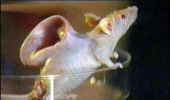 Picture 9 Bizarre Animals Created By Science.
