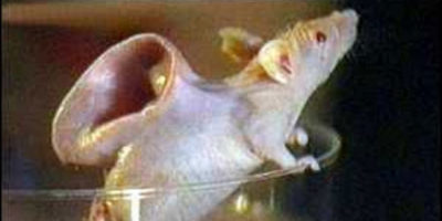 Picture 9 Bizarre Animals Created By Science.