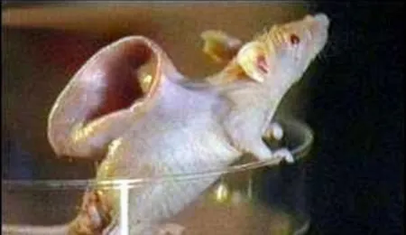 Picture 9 Bizarre Animals Created By Science.