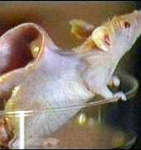 Picture 9 Bizarre Animals Created By Science.