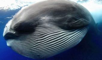 Picture A Whale Mistaken As an Unusual Creature!