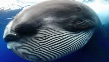 Picture A Whale Mistaken As an Unusual Creature!