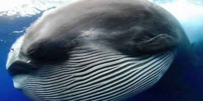 Picture A Whale Mistaken As an Unusual Creature!