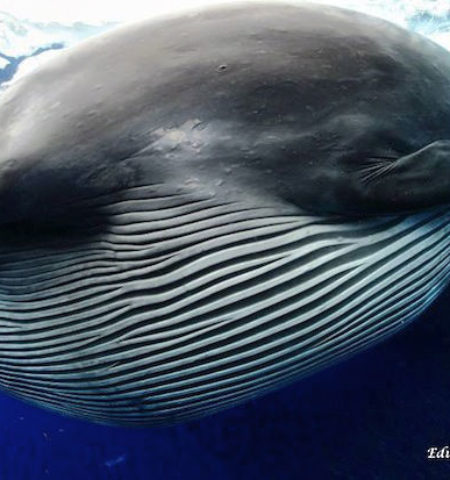 Picture A Whale Mistaken As an Unusual Creature!