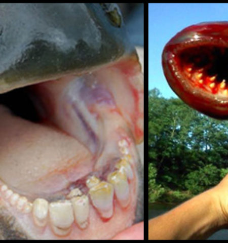 Picture Animals That You Didn’t Know Exist.