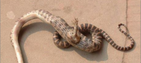 Picture A Snake With A Single Clawed Foot Has Been Discovered In China