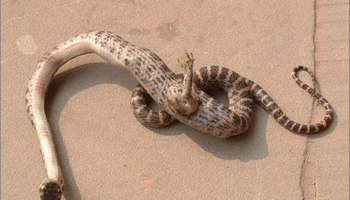 Picture A Snake With A Single Clawed Foot Has Been Discovered In China