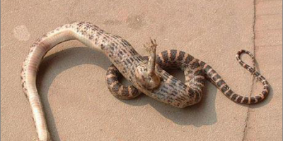 Picture A Snake With A Single Clawed Foot Has Been Discovered In China