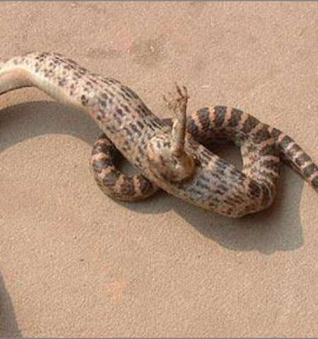 Picture A Snake With A Single Clawed Foot Has Been Discovered In China