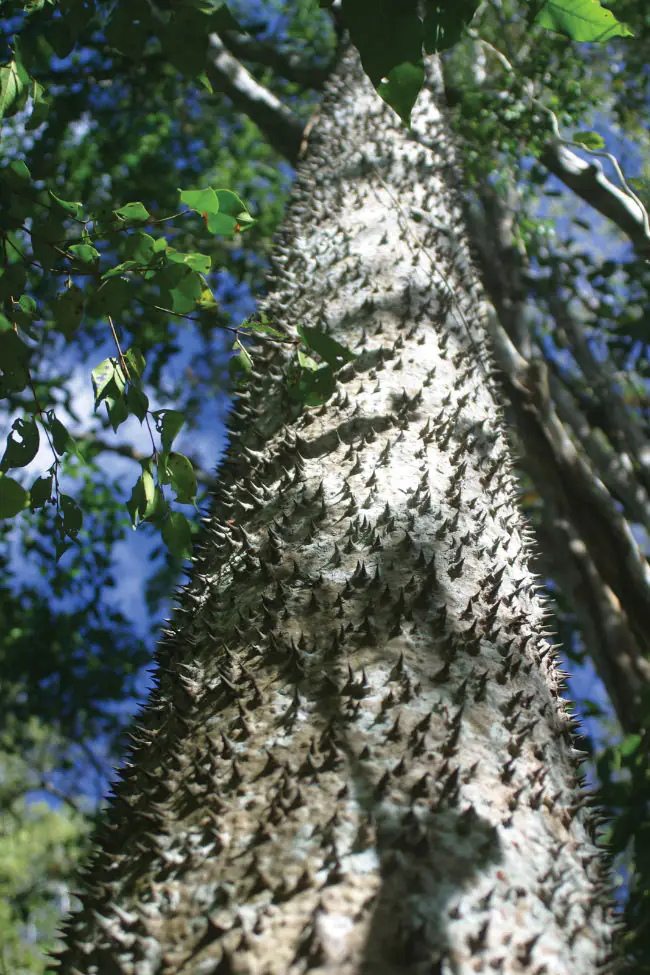 Spikes of Sandbox tree Spikes of Sandbox tree