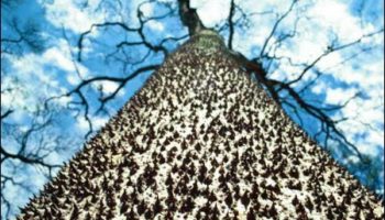 Picture There’s A Tree Covered In Spikes Whose Fruit Explodes Sending Sharp Seeds 100 Feet At 150 Mph!