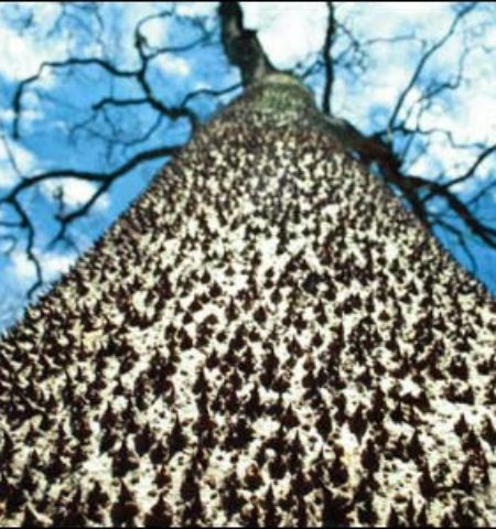 Picture There’s A Tree Covered In Spikes Whose Fruit Explodes Sending Sharp Seeds 100 Feet At 150 Mph!