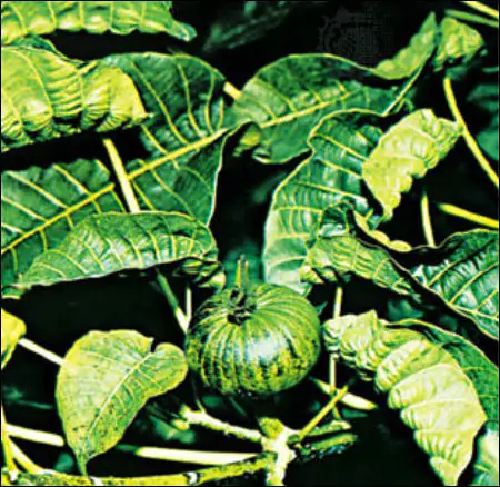 Leaves and seed capsule of a sandbox tree Leaves and seed capsule of a sandbox tree
