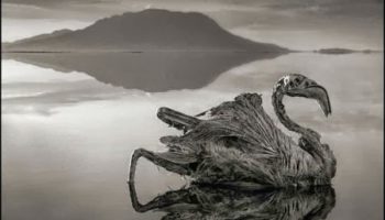 Picture This Lake Doesn’t Just Kill, It Makes The Corpse Turn Stone