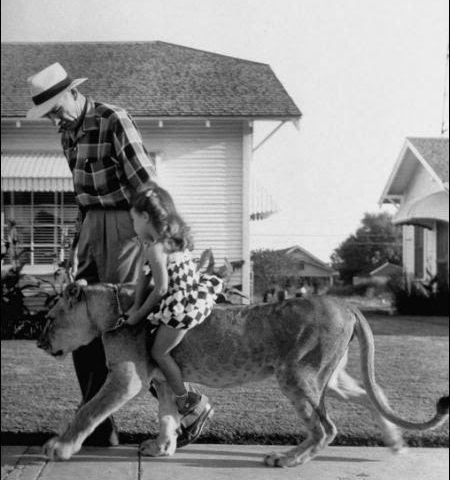 Picture A Family From Texas Had A Lion As A Pet And Never Had Any Incident With Her