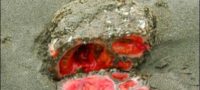 Picture Bizarre Living Rock That Can Be Eaten And Contains Clear Blood.