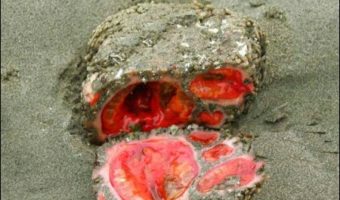 Picture Bizarre Living Rock That Can Be Eaten And Contains Clear Blood.