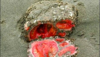 Picture Bizarre Living Rock That Can Be Eaten And Contains Clear Blood.