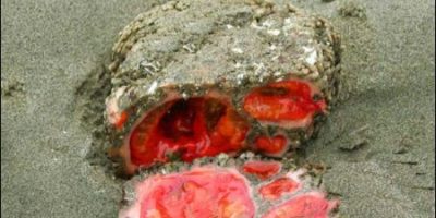 Picture Bizarre Living Rock That Can Be Eaten And Contains Clear Blood.
