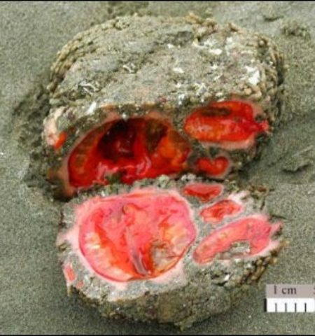 Picture Bizarre Living Rock That Can Be Eaten And Contains Clear Blood.
