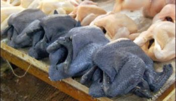Picture Did You Know That There Exists Black Skinned Chicken?