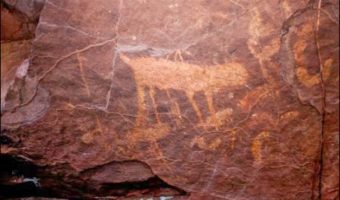 Picture White Lipped Peccaries Trails Help Discover Cave Drawings 10,000 Years Old